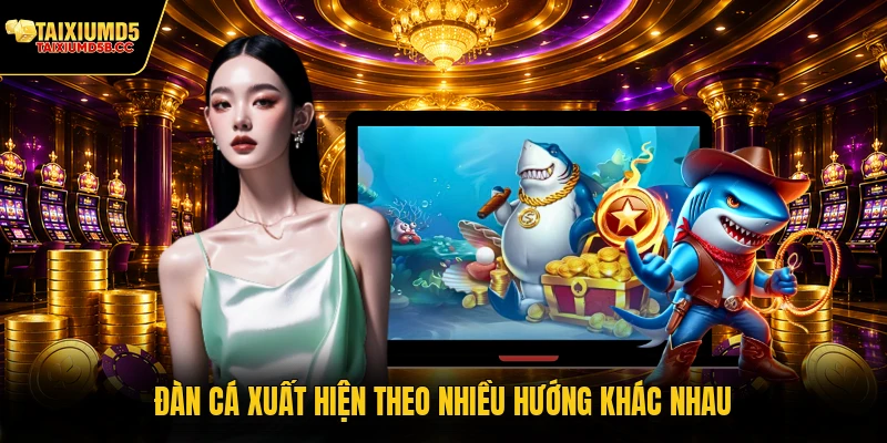Đàn cá xuất hiện theo nhiều hướng khác nhau